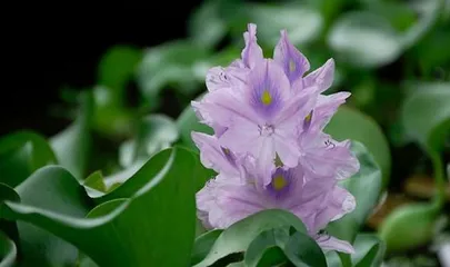 水葫芦是否适合室内养护？（水葫芦的毒性及室内养护注意事项）3