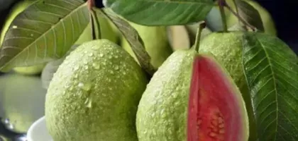 The ripening and availability time of guava (understanding the season and characteristics of guava ripening)