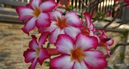How to care for desert rose to bloom in full (master these tips to make your desert rose bloom beautifully)