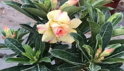 How to care for desert rose to explode with flowers (master these skills to make your desert rose bloom beautifully)2