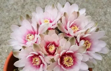 How to care for desert rose to explode with flowers (master these skills to make your desert rose bloom beautifully)3