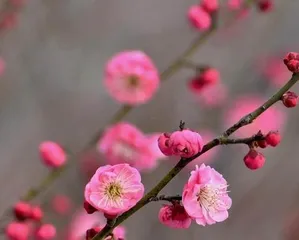Doesplum blossom need watering when it blooms? (How to waterplum blossom correctly? What are the key points for plum blossom to bloom?)