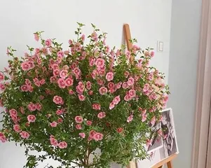 Room Plant Care Guide (Create a Beautiful Indoor Environment, Increase Oxygen Source of Life)