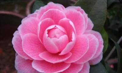 Is the camellia really harmful? - Unveiling the true face of the camellia
