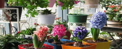 房间花卉养护指南（打造美丽室内环境，增加生命氧源）2