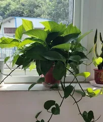 房间花卉养护指南（打造美丽室内环境，增加生命氧源）3