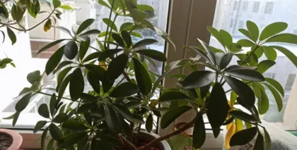 Care Tips for Duckfoot Tree (Did You Know Sunlight Can Damage Duckfoot Tree?)