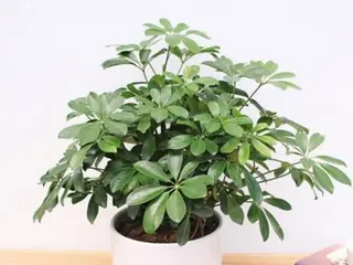 Care Tips for Schefflera (Did you know that sun exposure can damage Schefflera?) 2