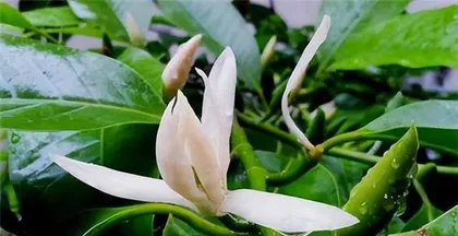 Care and Flowering Techniques for Magnolia (Creating a Long-Flowering and Colorful Magnolia Potted Plant) 2