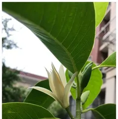 Care and Flowering Techniques for Magnolia (Creating a Long-Flowering and Colorful Magnolia Potted Plant) 3