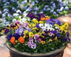 A Complete Guide to Pansy Cultivation (Mastering Pansy Care Tips Easily for More Lush Flowers) 2