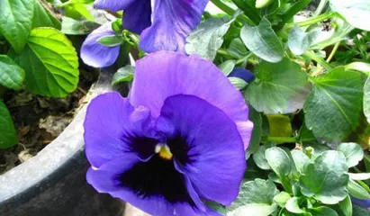 A Complete Guide to Pansy Cultivation (Mastering Pansy Care Tips Easily for More Lush Flowers) 3