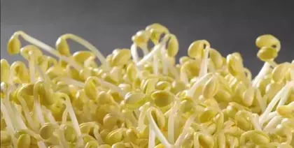 A Complete Guide to Mung Bean Care (Watering Techniques for Different Seasons, Spring, Summer, Autumn, and Winter, to Help Your Mung Beans Grow Strong) 3