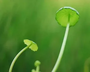 Symbolic plants that promote positivity (15 plants to help you embrace a positive life)