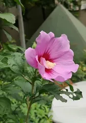 Plants that symbolize positivity (15 plants to help you move towards a positive life) 2