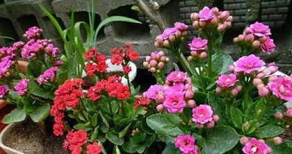 Longevity Flower (Exploring the Meaning, Care, and Propagation of Longevity Flower)