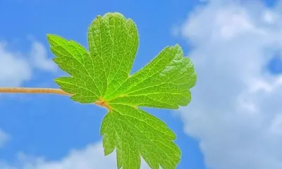 Plants that symbolize positivity (15 plants to help you move towards a positive life) 3