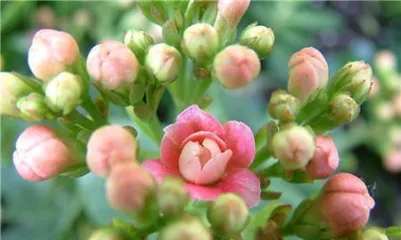Kalanchoe (Exploring the Flower Language, Care, and Propagation of Kalanchoe) 2
