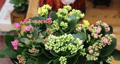 Kalanchoe (Exploring the Flower Language, Care, and Propagation of Kalanchoe) 3
