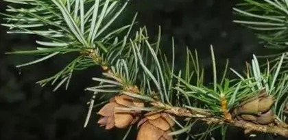 Explore the Mystery of Symbiotic Plants (The Wonderful World of Ecological Coexistence)