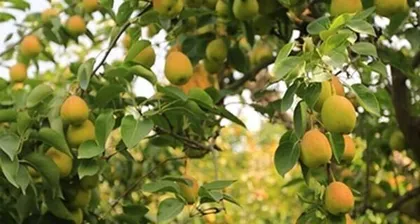 Maturity period and market time of pear (Understand the growth cycle of pear, enjoy seasonal delicacies)