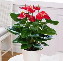 How to care for the Golden Jade Full House Flower?3