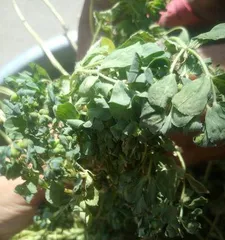 Care Tips for Container Cultivation of Wolf毒 Flower (How to Grow Wolf毒 Flower in Pots at Home?)