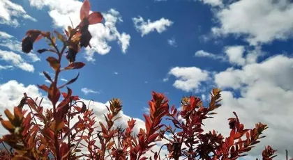 Potted Care Techniques for Wolf Poison Flower (How to Grow Wolf Poison Flower at Home?)2