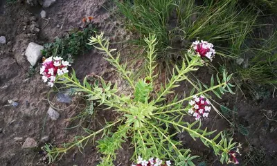 Potted Care Techniques for Wolf Poison Flower (How to Grow Wolf Poison Flower at Home?)3