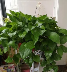 Pothos Care (Teach You How to Make Pothos Flower Pot Overload, Easily Raise Your Little Cutie)