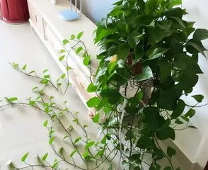 Pothos Care (Teach you how to make your pothos explode, easily raise your cutie) 2