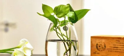 Pothos Care (Teach you how to make your pothos explode, easily raise your cutie) 3