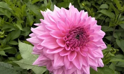 Is dahlias toxic? How to properly care for indoor dahlias (understand the toxicity and care tips of dahlias to make home decoration more beautiful)
