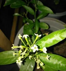 The Excellent Methods for Winter Care of Night-Blooming Jasmine (Making Night-Blooming Jasmine Bloom Fragrantly in the Cold Winter)