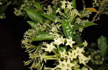 Wonderful Methods for Winter Care of Tuberose (Let Tuberose Bloom Fragrantly in the Cold Winter) 2