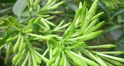 Wonderful Methods for Winter Care of Tuberose (Let Tuberose Bloom Fragrantly in the Cold Winter) 3