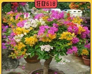 Is the Trifolium rosea toxic? Indoor care precautions! (Know the toxicity of Trifolium rosea to ensure safe indoor care!)