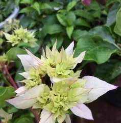 Is Bougainvillea Poisonous? Indoor Care Guide! (Learn about bougainvillea toxicity to ensure safe indoor care!) 2