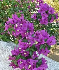 Is Bougainvillea Poisonous? Indoor Care Guide! (Learn about bougainvillea toxicity to ensure safe indoor care!) 3