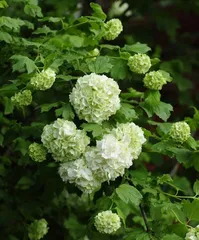 The Care Requirements of Chrysanthemum morifolium (Exploring if it Prefers Sun or Shade)