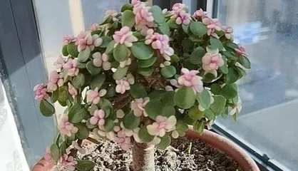 Care requirements for Marguerite Daisy (Exploring its preference for sun or shade) 2