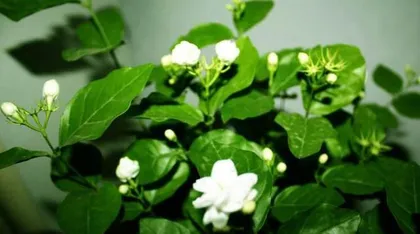 Care requirements for Marguerite Daisy (Exploring its preference for sun or shade) 3