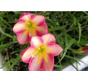 Is Zephyranthes a perennial or an annual? - Analyzing the life cycle of Zephyranthes (characteristics, growing environment, and reproduction methods, etc.)