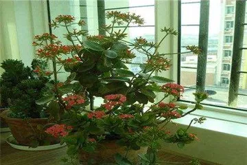 Which flowers are suitable for placing at home? How to properly care for them?