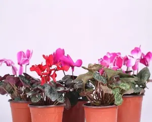 Which plants are suitable for home? How to care for them correctly? (Which plants are suitable for home? How to care for them correctly?) 2