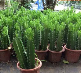 Indoor care of Brazilian dragon bone (exploring the skills and precautions for indoor care of Brazilian dragon bone) 3