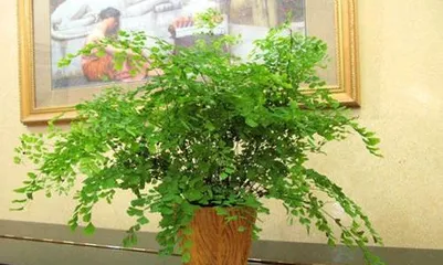 Which plants are suitable for home? How to care for them correctly? (Which plants are suitable for home? How to care for them correctly?) 3