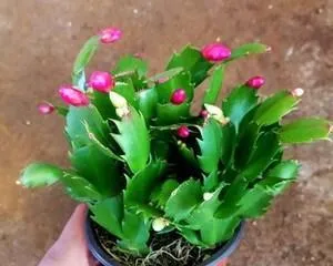 Cymbidium Care Guide (How to Make Cymbidiums Bloom Beautifully?)