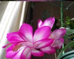 Orchid Cactus Care Guide (How to make your Orchid Cactus bloom with gorgeous flowers?) 2