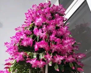 Orchid Cactus Care Guide (How to make your Orchid Cactus bloom with gorgeous flowers?) 3